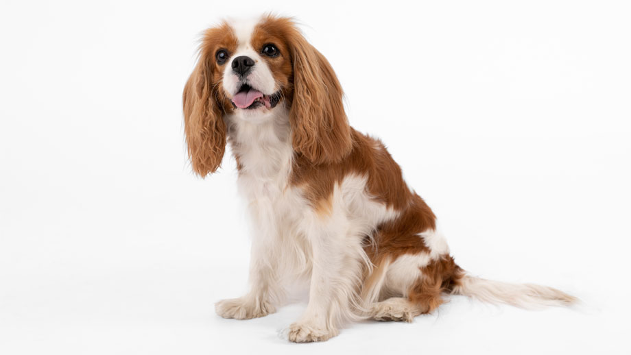 Steckbrief Cavalier King Charles Spaniel Teaser
