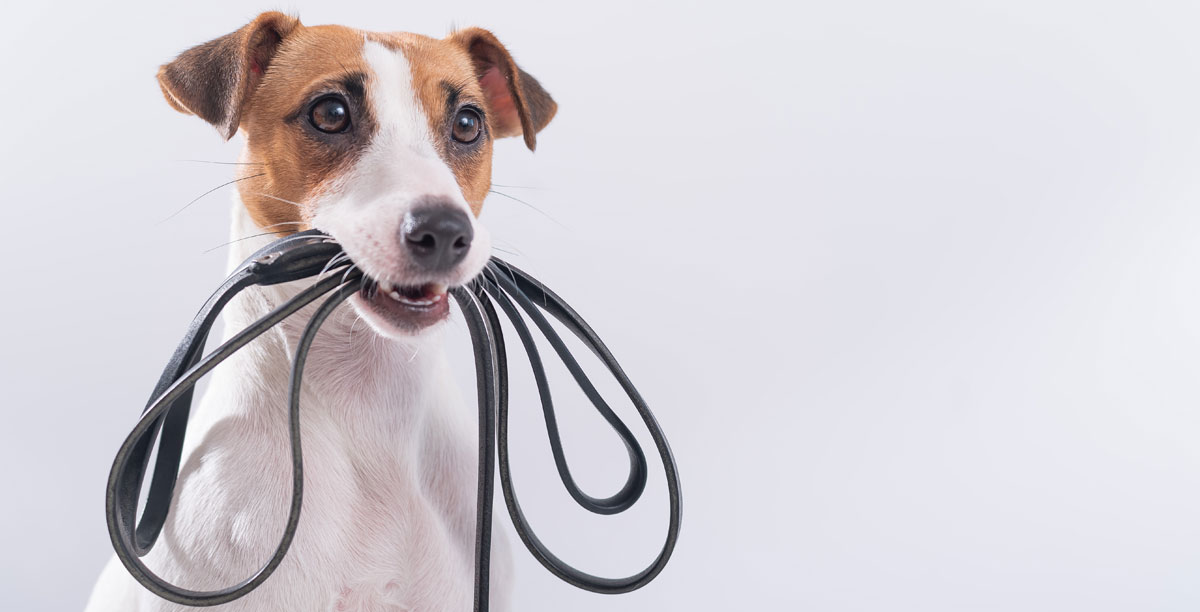 Leinenführigkeit beim Hund trainieren – stressfrei Gassi gehen