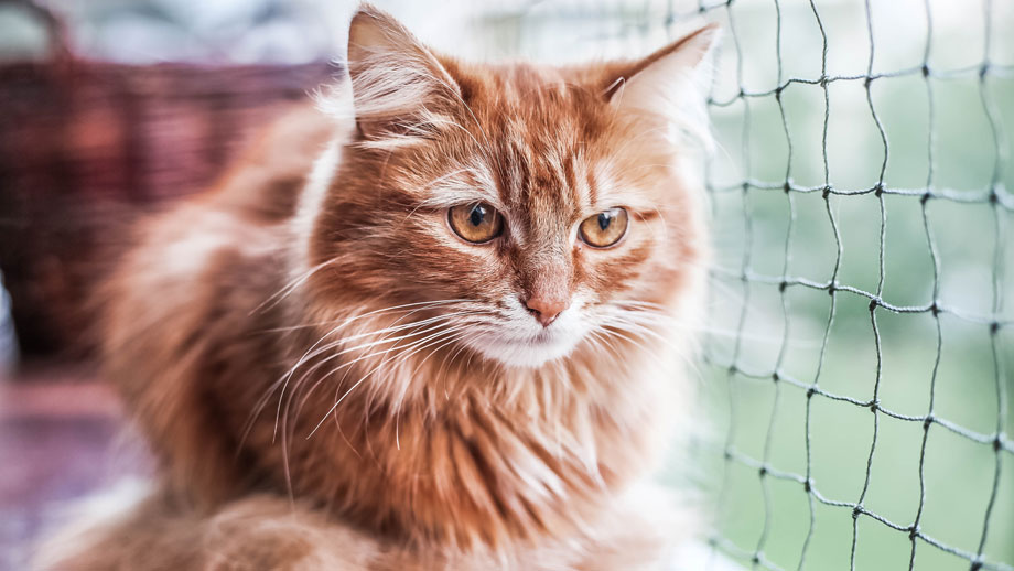 Balkon Katzensicher Machen Teaser