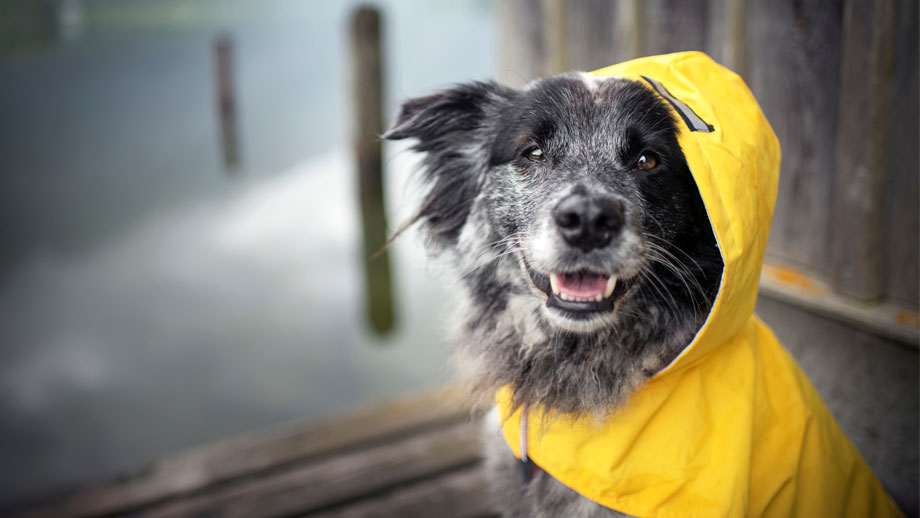Braucht mein Hund einen Mantel?