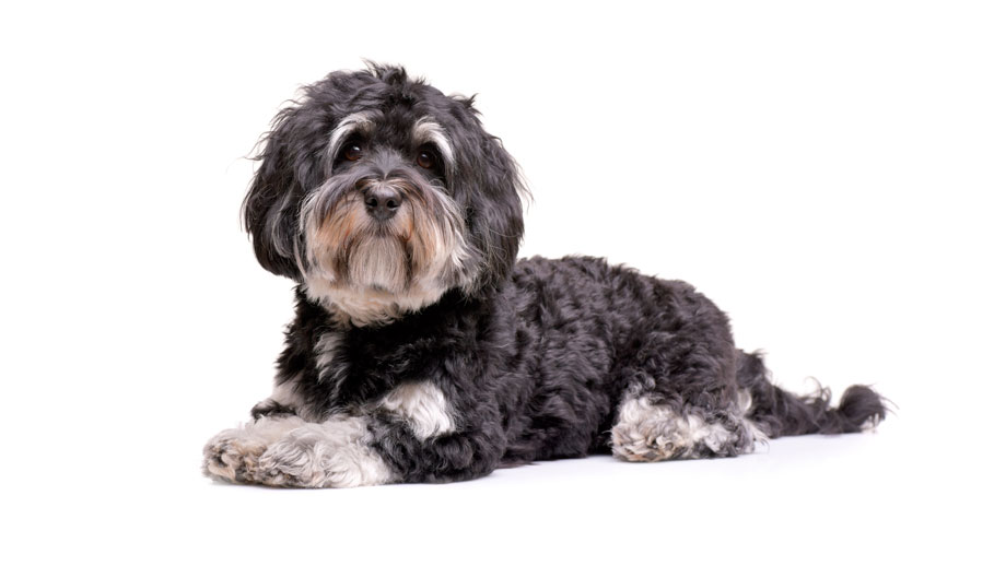 Steckbrief Havaneser Tease%20r