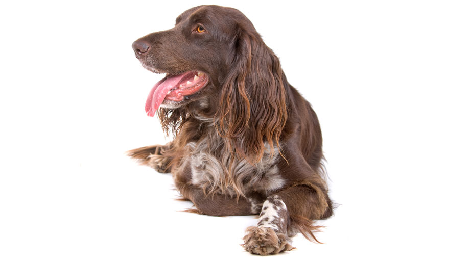 Steckbrief Kleiner Muensterlaender Teaser