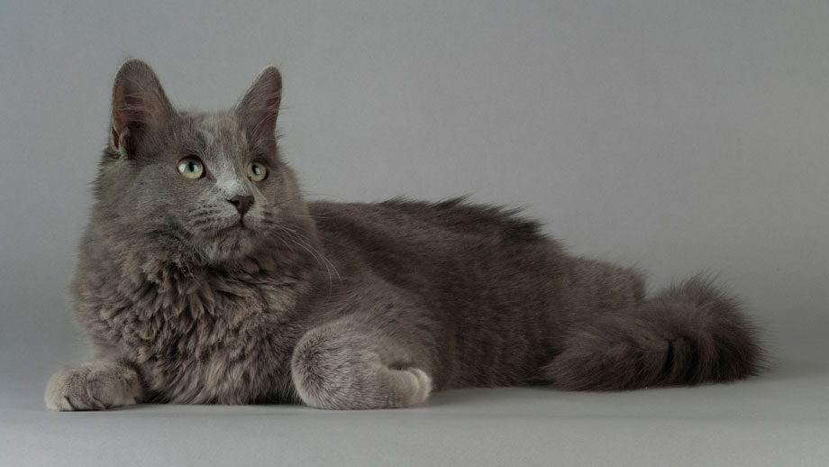 Steckbrief Nebelung Teaser