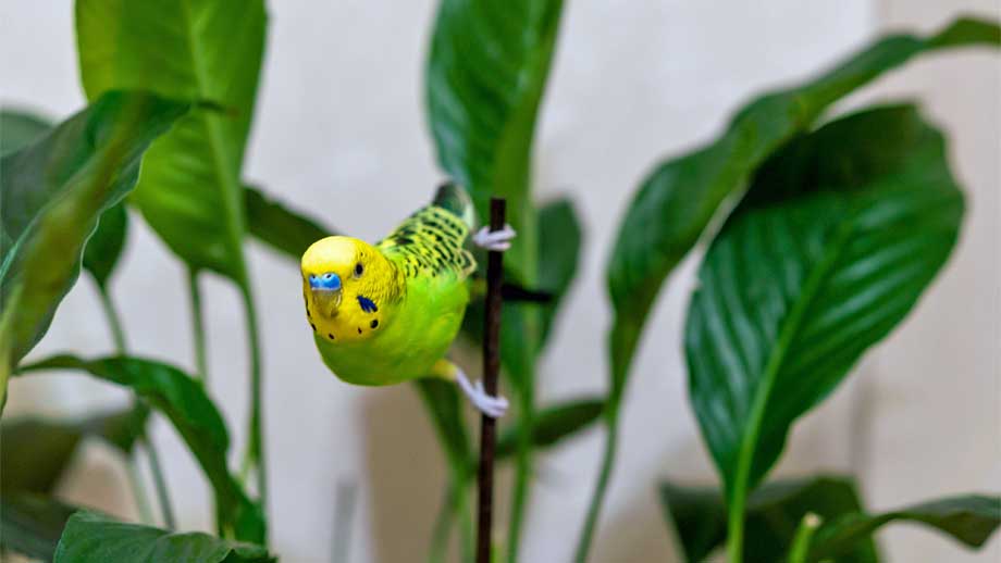 Zimmer Vogelsicher Machen Teaser 2jpg