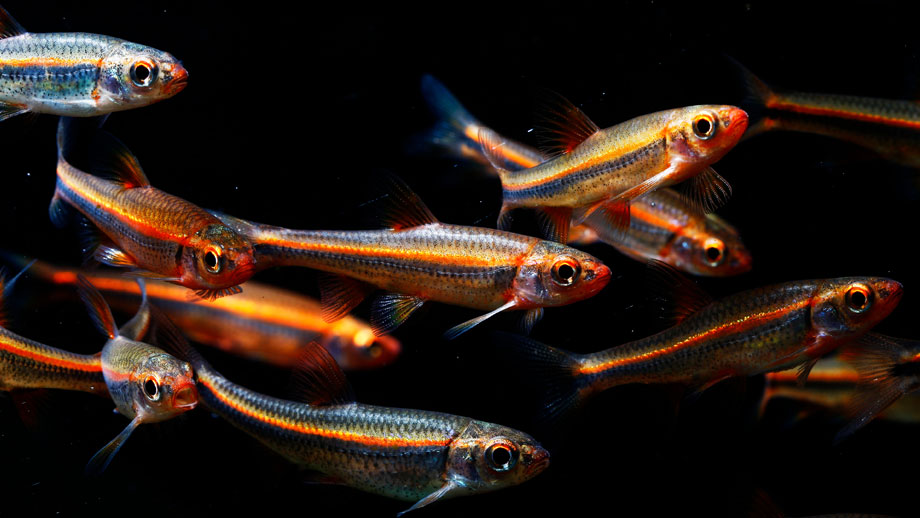 Steckbrief Regenbogenelritze Teaser