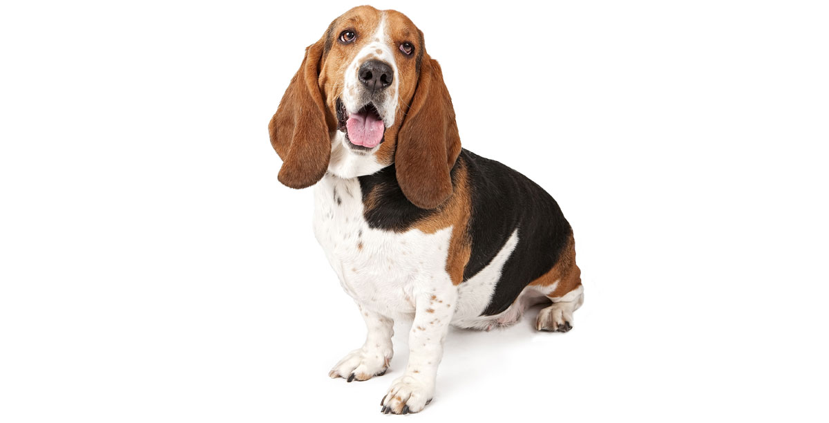 Steckbrief Basset Hound