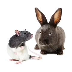 Kleintier Steckbrief 6b635250b0