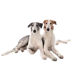 Hund Haltung Alltag E98d606d21