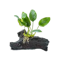 Suesswasser Pflanzen Steckbrief Bf44cc1dd0