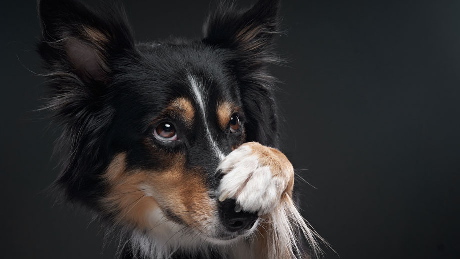 Silvester – (k)ein Albtraum für Hunde