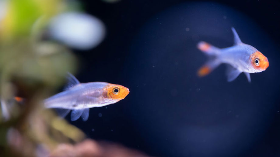 Welche Beduerfnisse Haben Fische Teaser Neu Neu