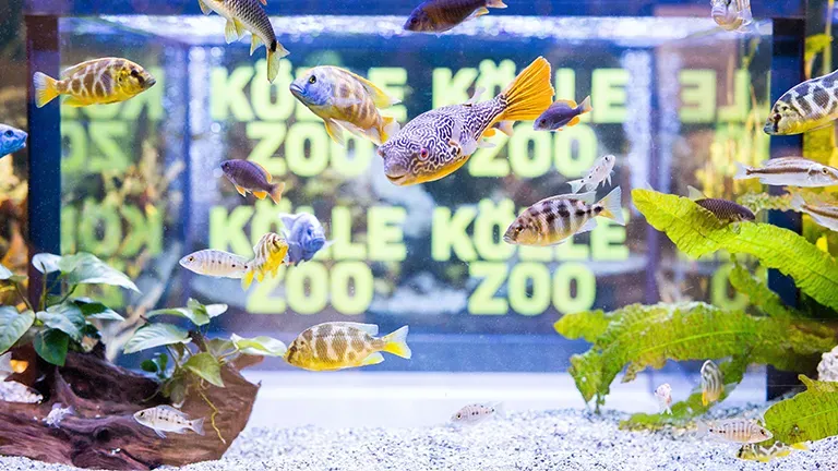 Ludwigshafen Highlight 2 5bff197322 Aqua