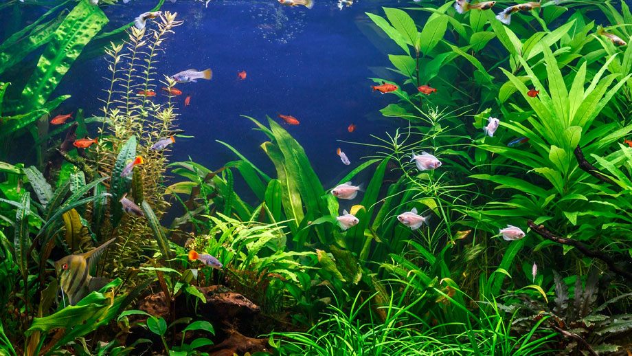 Wasserwerte Im Aquarium Teaser