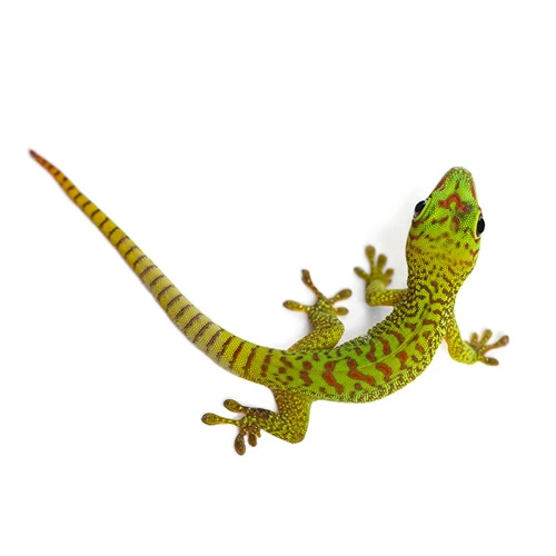 Terraristik Produkttipps