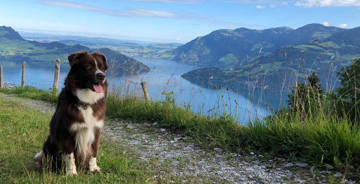 Wandern mit Hund