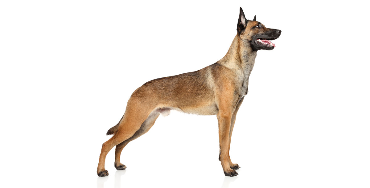 Steckbrief Malinois