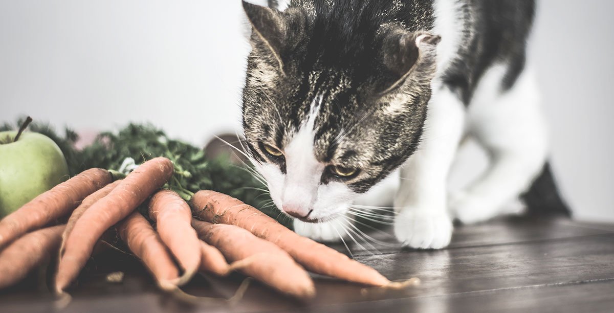 Katze Vegan Ernaehren Geht Das Teaser