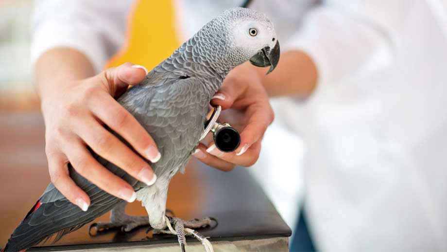 Aspergillose Bei Papageien Teaser