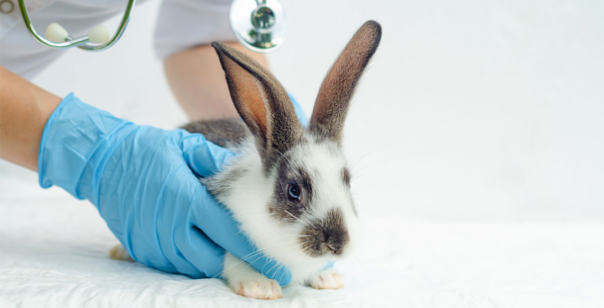 Kokzidien Bei Kaninchen Teaser