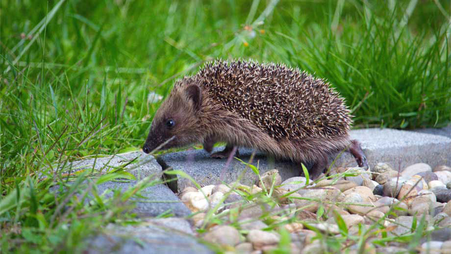 Igel Im Garten Teaser