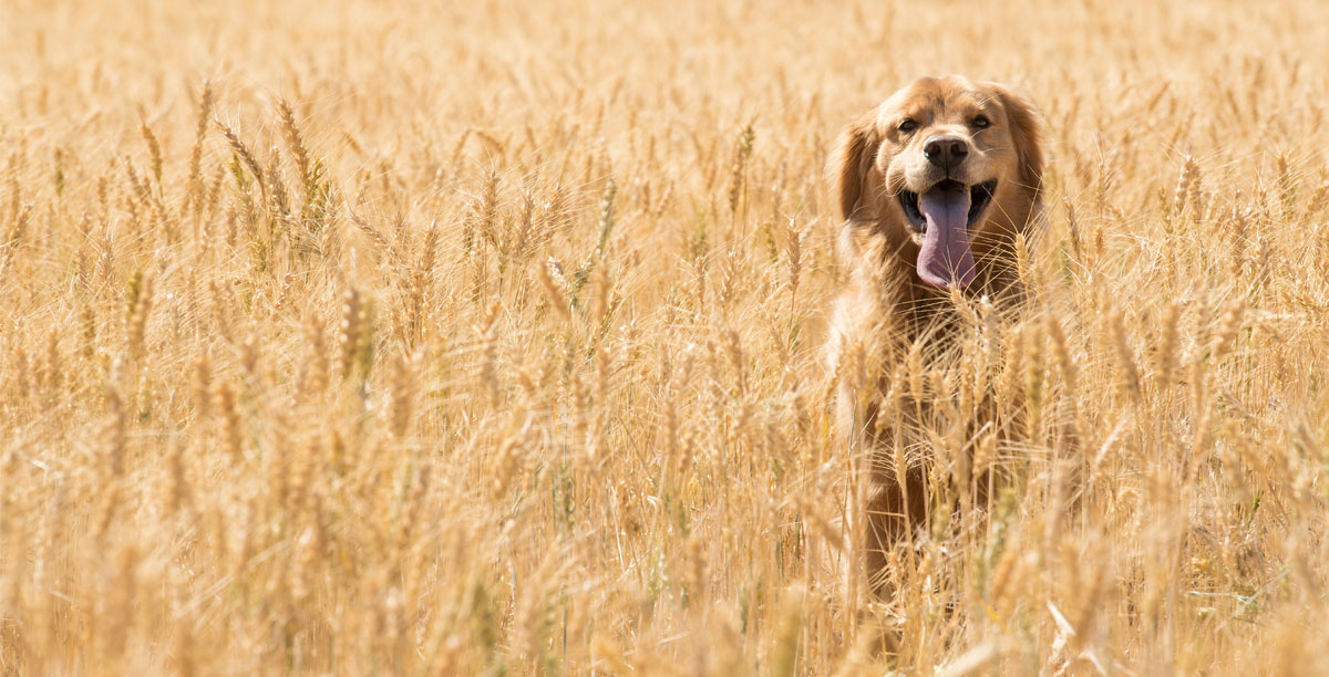 Blogartikel Getreidefreies Hundefutter Teaser