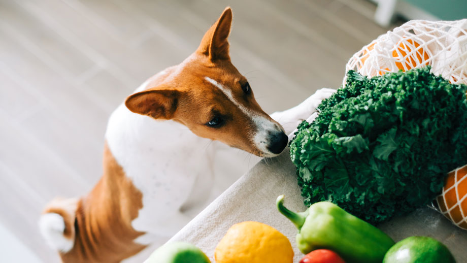 Barf Obst Und Gemuese Teaser Neu