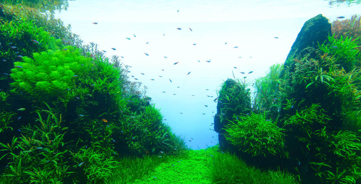 Wasserwechsel im Aquarium