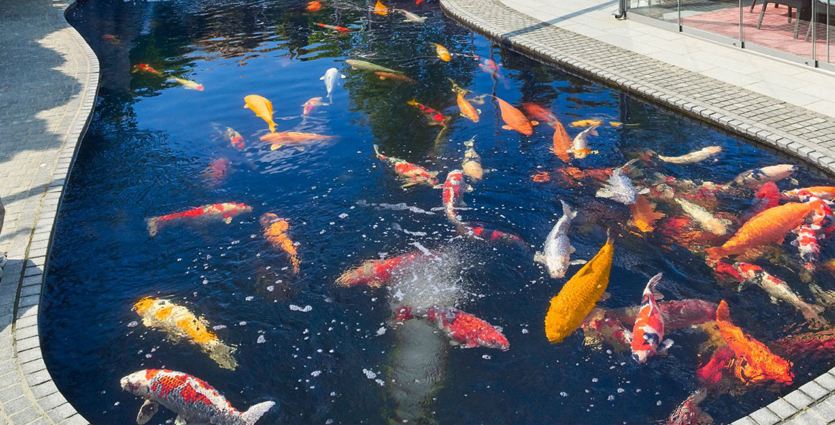 Martin Kammerers Top 5 Koi Tipps Teaser