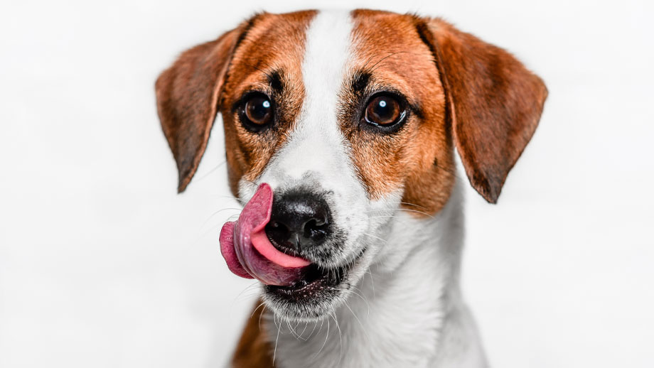 Barf Futterumstellung Teaser Neu