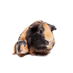 Kleintier Zucht 0d5d9dd5b5