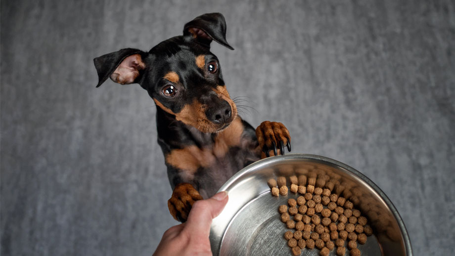 Hoher Fleischanteil In Hundefutter Teaser