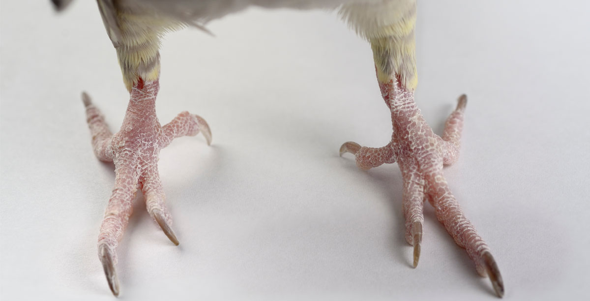 Sohlenballengeschw%c3%bcr%20bei%20wellensittich%20und%20co%20teaser