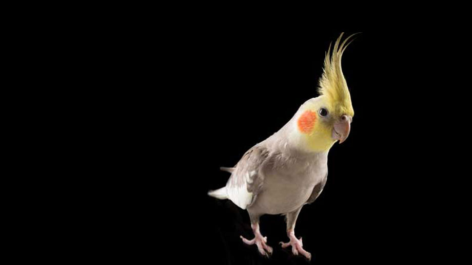 Nymphensittich Steckbrief Teaser