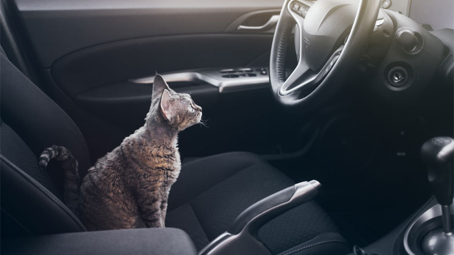 Autofahren mit Katze - so klappt's!