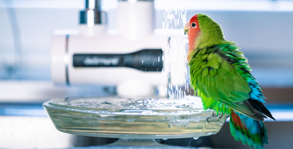 Abk%c3%bchlung%20f%c3%bcr%20v%c3%b6gel%20bei%20hitze%20teaser