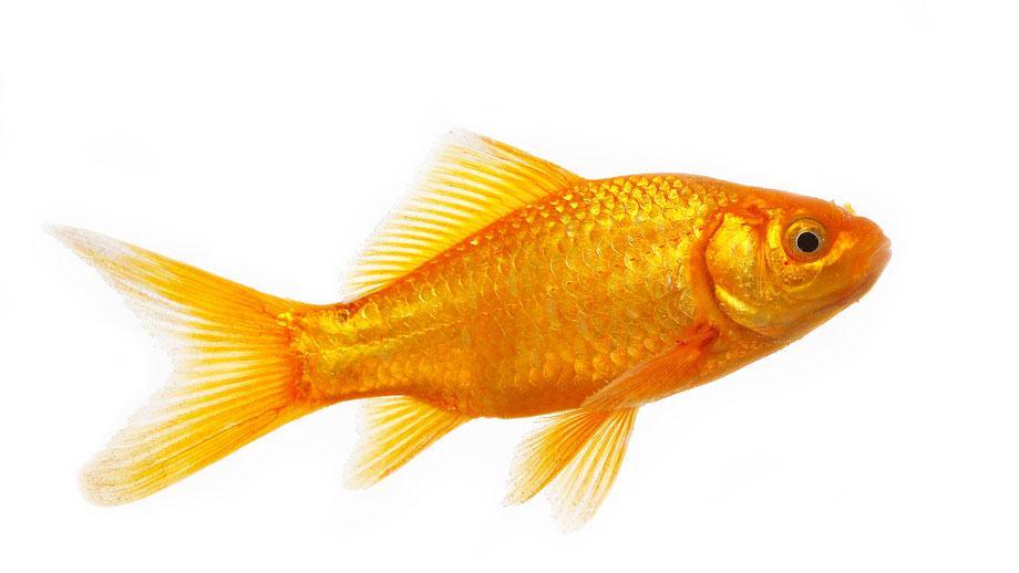 Steckbrief Goldfisch Teaser