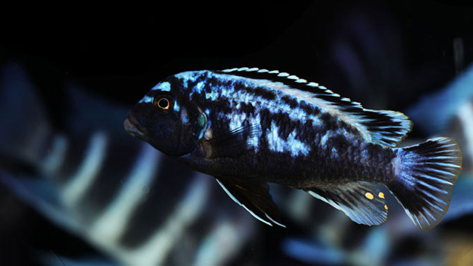 Was Tun Bei Stromausfall Im Suesswasseraquarium Teaser Neu