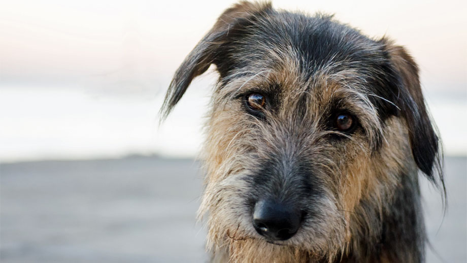 Giardien Beim Hund Teaser