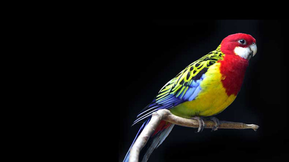 Steckbrief Prachtrosella Teaser