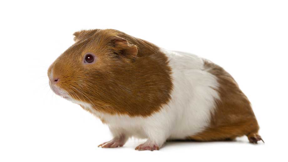 Steckbrief Meerschweinchen Teaser2