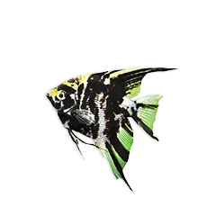 Suesswasser Produkttipps B14e2597a2