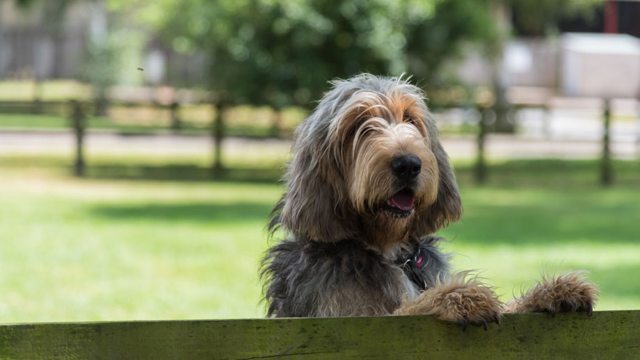 Seltene Hunderassen Teaser