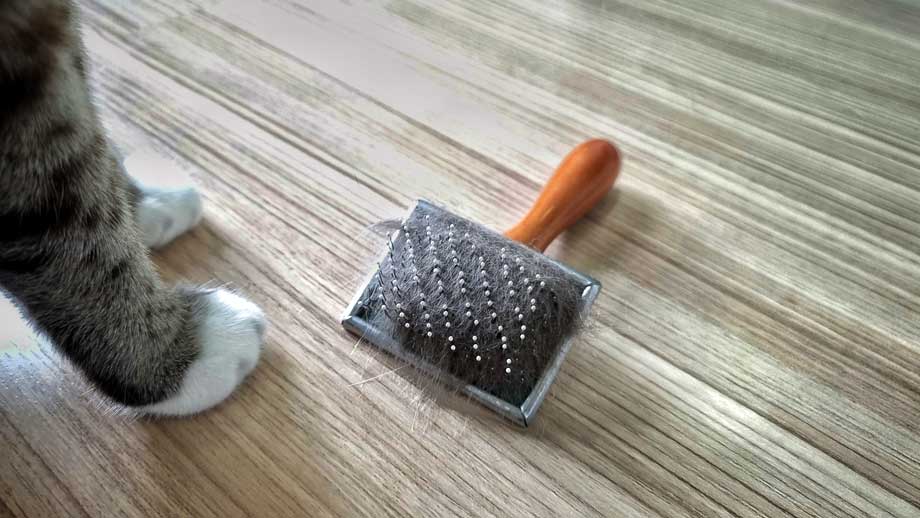 Fellwechsel Bei Katzen Teaser