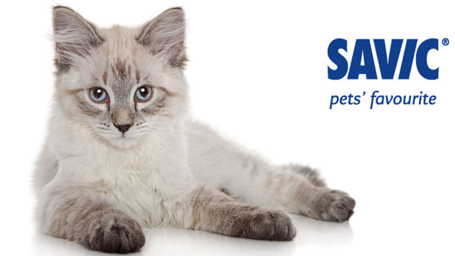 Savic Intelligenzspielzeug Teaser