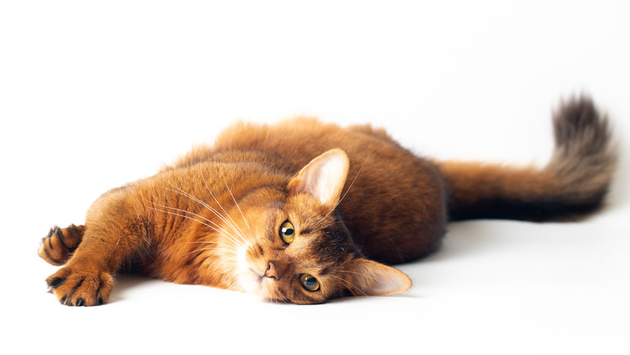 Steckbrief Somali Katze Teaser Final Final