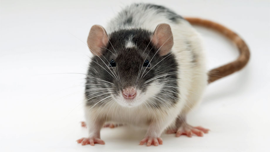 Steckbrief Farbratte Teaser