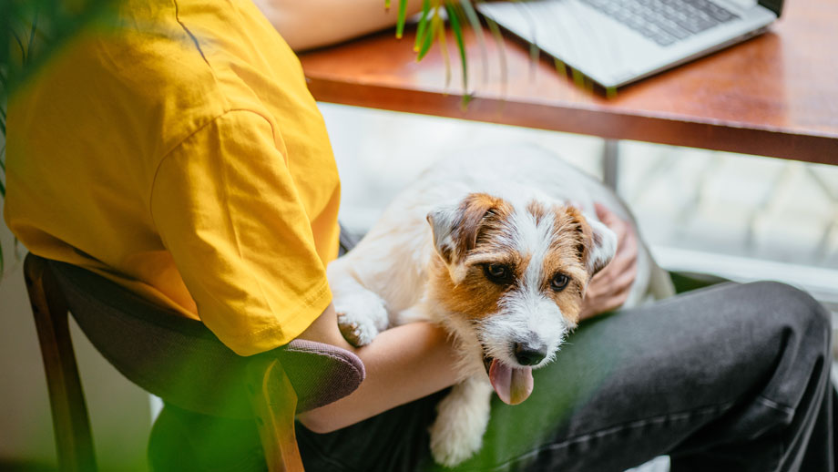 Buerohunde Vor Und Nachteile Teaser