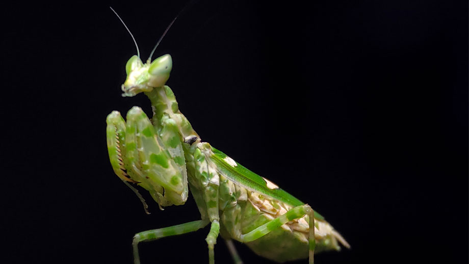 Steckbrief Mantiden Teaser