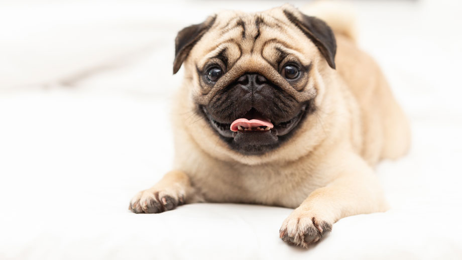 Brachycephales Syndrom bei Hunden