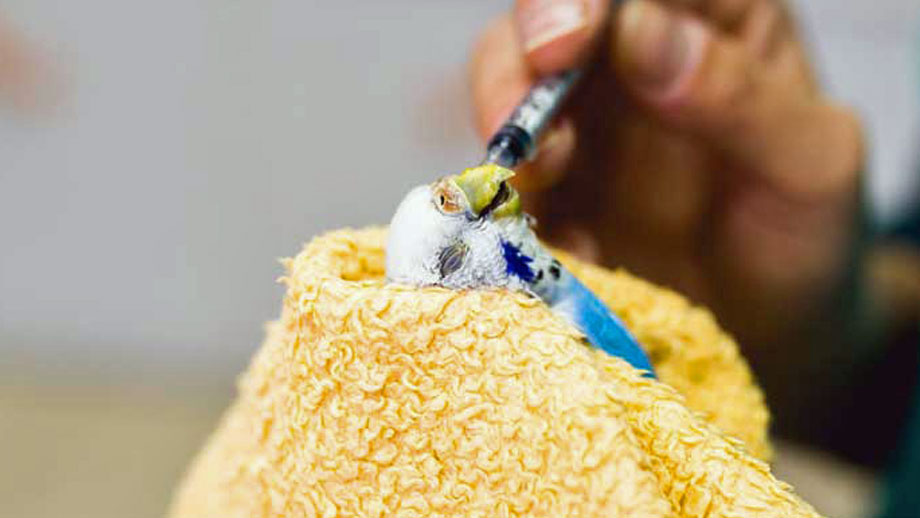 Kropfentz%c3%bcndung Bei V%c3%b6geln Teaser